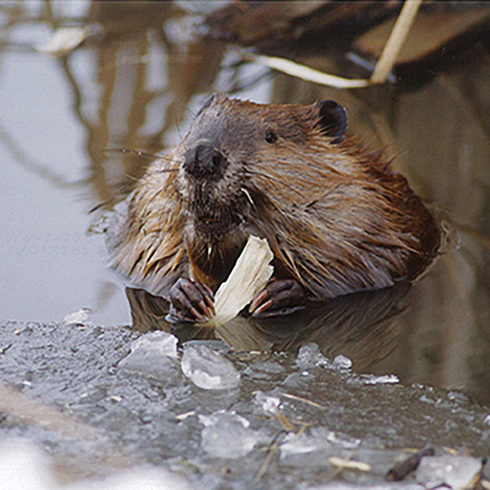 A beaver with a stick in the battle river watershed