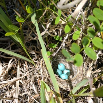 Blue eggs in ground nest