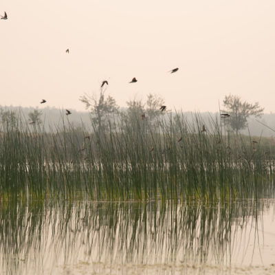 Birds in flight over wetlands with rushes and cattails