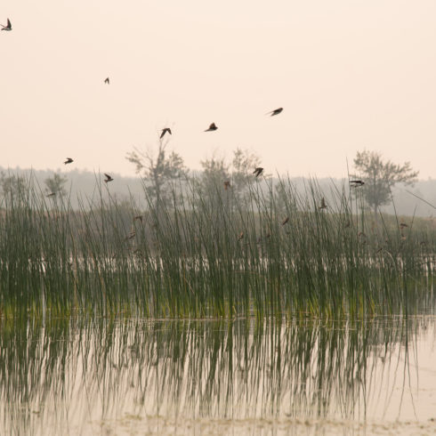 Birds in flight over wetlands with rushes and cattails