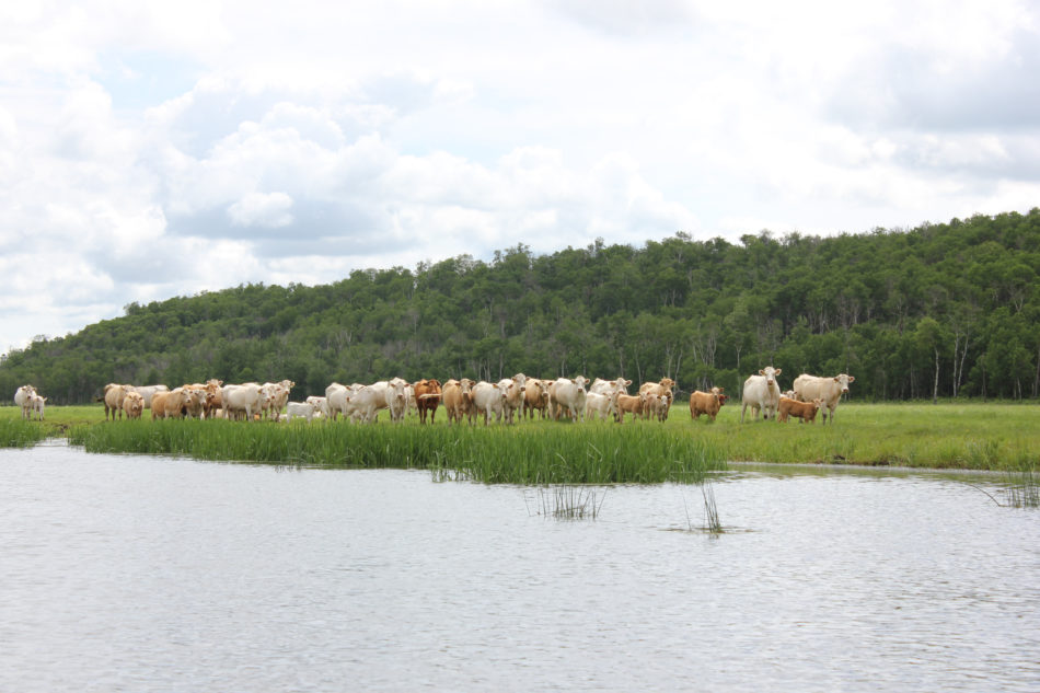 Cattle grazing near a shore