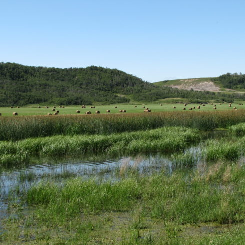 Steers drink from a controlled water trough