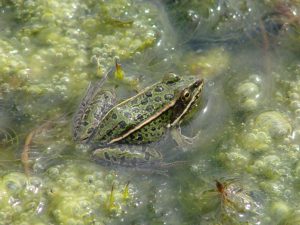Leopard Frog in the Battle River
