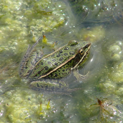 Leopard Frog in the Battle River