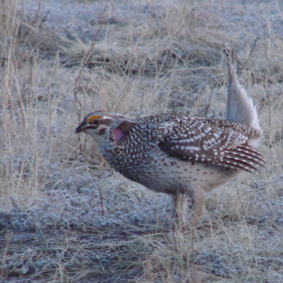 Sharptail Grouse on Display