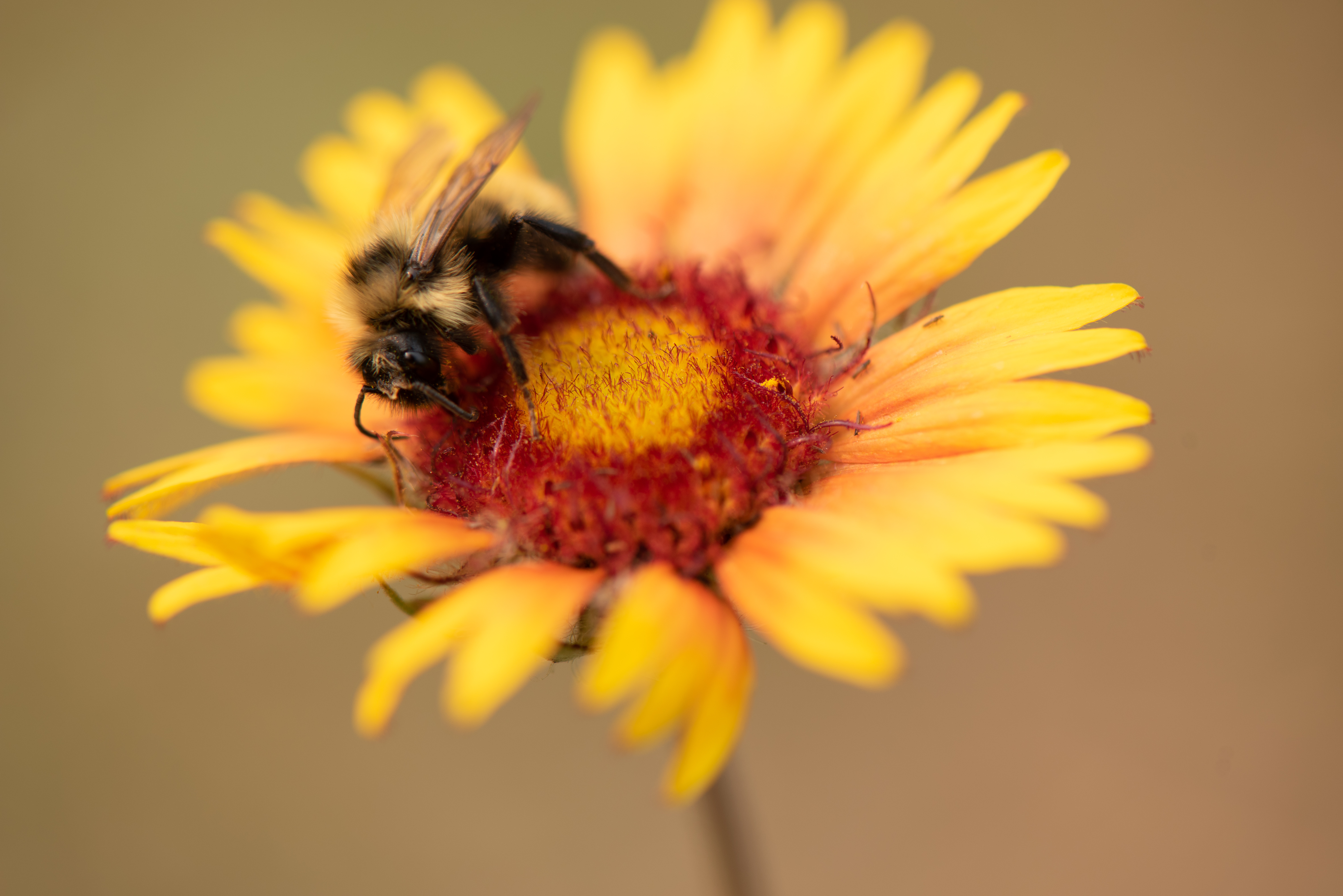 Yellow and Orange Cone Flower with Bee collecting pollen