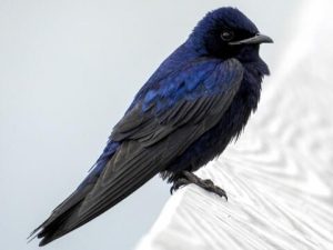 Photo of a purple martin