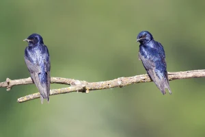 Two purple martins on a branch