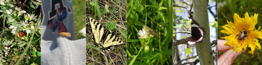 Insect Species from the Battle River Watershed