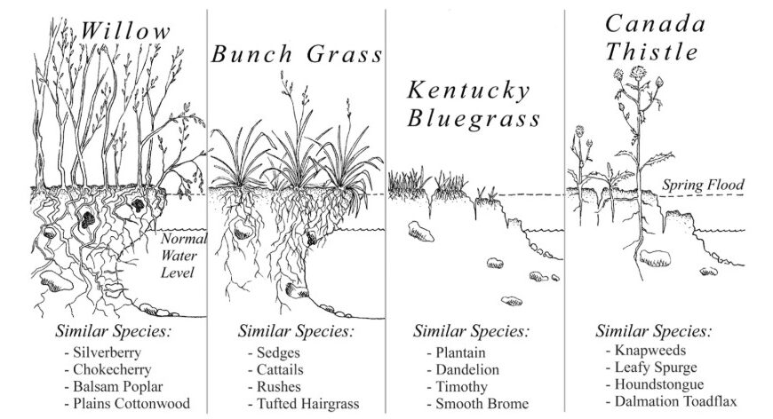 Native vs. Invasive Root Systems