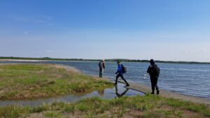 Piping plover monitoring at Reflex (Salt) Lake, 2025