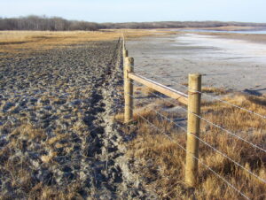 Livestock impact sensitive shoreline soils. Partnering with landowners to put up fencing helps protect Piping Plover habitat from disturbance. Photo courtesy of ACA.