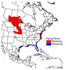 Distribution map for Piping Plover breeding and wintering ranges.
