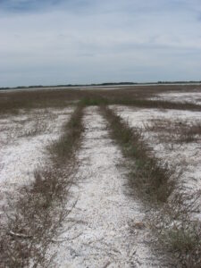 Vegetation encroachment exacerbated by human disturbance (ATV tracks). Photo courtesy of ACA.