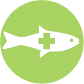 Fish Health